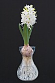 HYACINTHUS ORIENTALIS LINNOCENCE