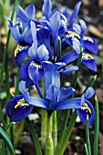 IRIS RETICULATA HARMONY