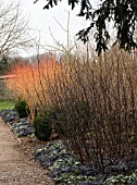 SALIX BLACK MAUL & CORNUS SANGUINEA MIDWINTER FIRE