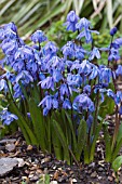 SCILLA SIBERICA