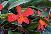 SOPHRONITIS GRANDIFLORA (COCCINEA)