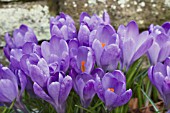 CROCUS QUEEN OF THE BLUES