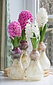 HYACINTHUS ORIENTALIS PINK PEARL & LINNOCENCE