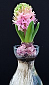 HYACINTHUS ORIENTALIS PINK PEARL