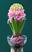 HYACINTHUS ORIENTALIS PINK PEARL