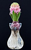 HYACINTHUS ORIENTALIS PINK PEARL