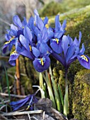 IRIS RETICULATA HARMONY