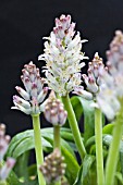 LACHENALIA LILIIFLORA