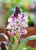 LACHENALIA SP