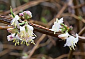 LONICERA X PURPUSII