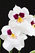 MILTONIA HERR ALEXANDRE