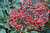 NANDINA DOMESTICA