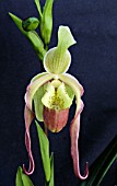 PHRAGMAPEDIUM PULCHELLUM