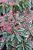 PIERIS FLAMING SILVER