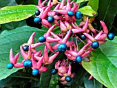 CLERODENDRUM TRICHOTOMUM