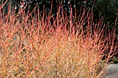 CORNUS SANGUINEA MIDWINTER FIRE