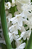 HYACINTHUS ORIENTALIS AIOLO