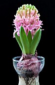 HYACINTHUS ORIENTALIS PINK PEARL