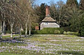 MIXED SPRING BULBS