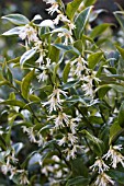 SARCOCOCCA CONFUSA