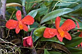 SOPHRONITIS GRANDIFLORA (COCCINEA)