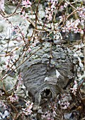 WASP NEST,