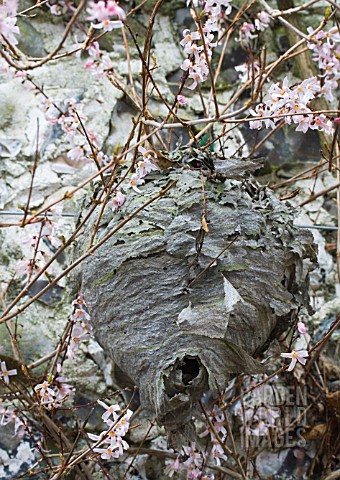 WASP_NEST