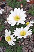 ANEMONE BLANDA ALBA