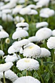 BELLIS PERENNIS WHITE BUTTONS