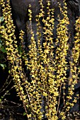 BERBERIS THUNBERGII POW-WOW