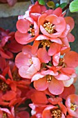 CHAENOMELES JAPONICA