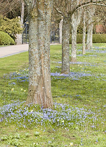 CHIONOIDOXA_FORBESII