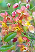 EPIMEDIUM X WARLEYENSE