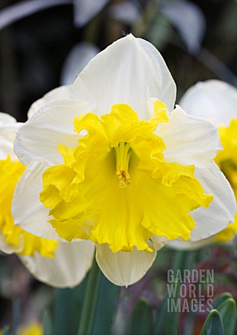 NARCISSUS_FRILEUSE