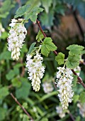 RIBES SANGUINEA GLUTINOSA INVERNESS WHITE