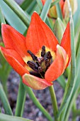 TULIPA HAGERI SPLENDENS