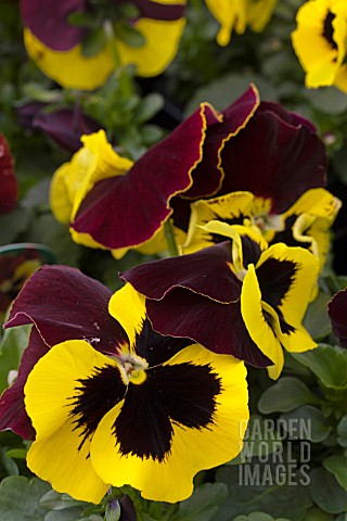 VIOLA_DELTA_RED__YELLOW_WING