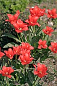 TULIPA RED HUNTER