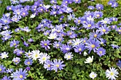 ANEMONE BLANDA