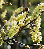 CORYLOPSIS SINENSIS VAR WILLMOTTIAE