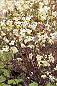 EPIMEDIUM X VERSICOLOR