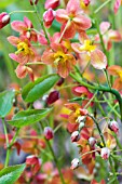 EPIMEDIUM X WARLEYENSE