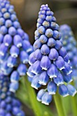 MUSCARI ARMENIACUM