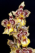 ODONTOCIDIUM HENSUELI ISLER