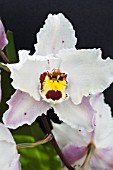 ODONTOCIDIUM PINK & WHITE HYBRID