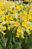 PRIMULA VERIS, COWSLIP