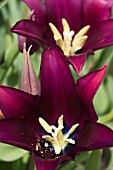 TULIPA BURGUNDY