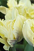 TULIPA CREAM LIZZARD