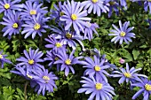 ANEMONE BLANDA