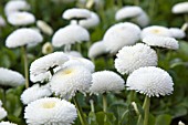 BELLIS PERENNIS WHITE BUTTONS